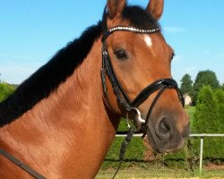 jumper Lavito 6 (Hanoverian, 2003, from Landclassic)