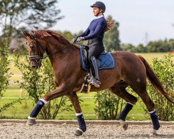 dressage horse Zen Elite's Bohemian (Westfale, 2010, from Bordeaux 28)