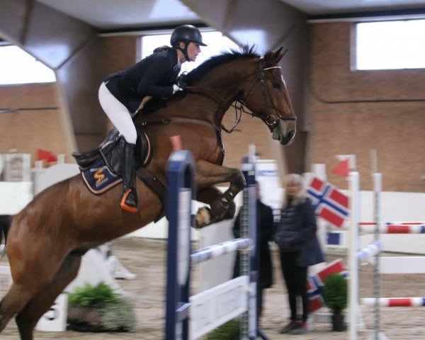 jumper Hot Blue (KWPN (Royal Dutch Sporthorse), 2012, from Zirocco Blue)