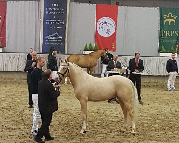 dressage horse A New Aprilscherz (German Riding Pony, 2015, from A new Star)