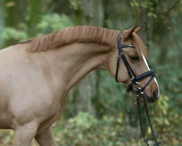 Springpferd Bad Boy du Hutret (Französisches Pony, 2011, von Quabar des Monceaux)