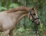 Springpferd Bad Boy du Hutret (Französisches Pony, 2011, von Quabar des Monceaux)