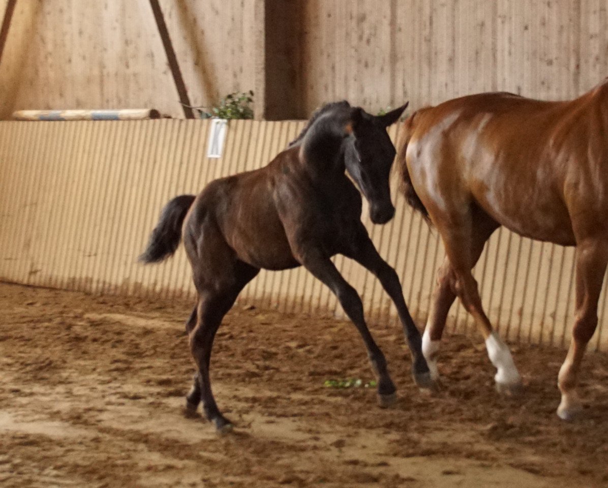 dressage horse Memory of Raguel (German Sport Horse, 2021, from Morricone)