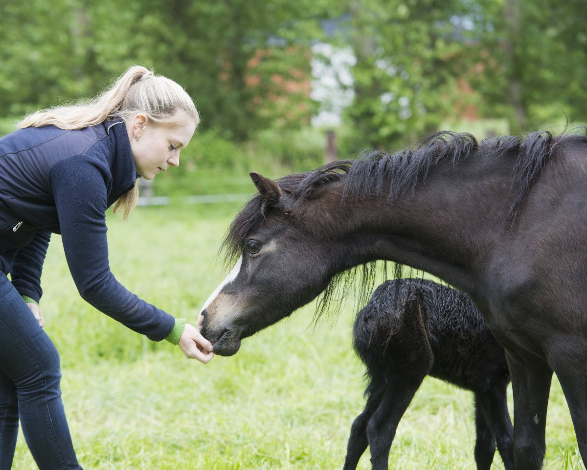 broodmare Ijsselblik Ruby (Welsh mountain pony (SEK.A), 1997, from Penwisg Draig Du)