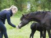 broodmare Ijsselblik Ruby (Welsh mountain pony (SEK.A), 1997, from Penwisg Draig Du)