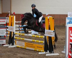 dressage horse Tabaluga 255 (German Riding Pony, 2013, from Topolino)