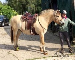 horse Tjaron (Fjord Horse, 2015, from Mr. Tveiten N.2591)