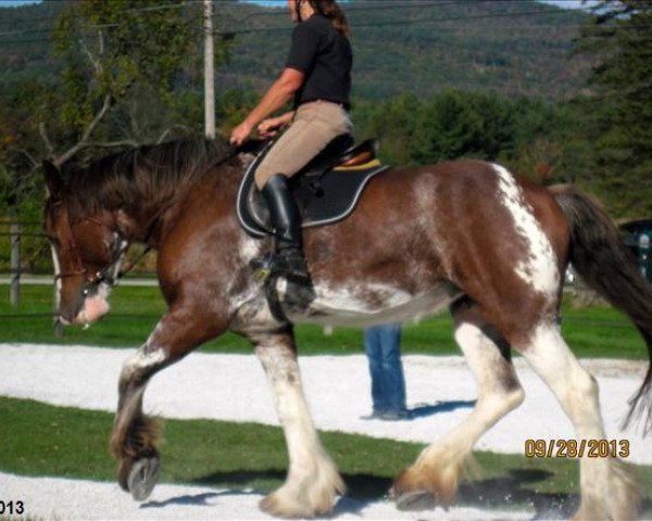 Pferd SCA Top Guns Reflection (Clydesdale, 2004, von Twin Creek Victor's Top Gun)