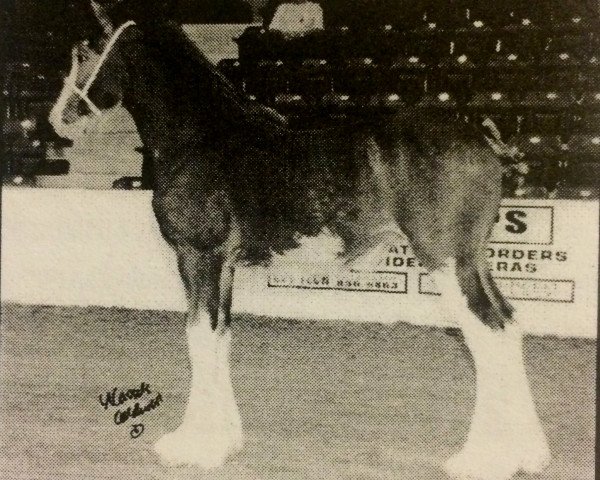 broodmare SCA Top Guns Mise (Clydesdale, 2003, from Twin Creek Victor's Top Gun)