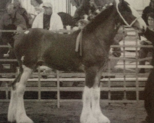 Pferd SCA Top Guns Laudydale Gent (Clydesdale, 2004, von Twin Creek Victor's Top Gun)