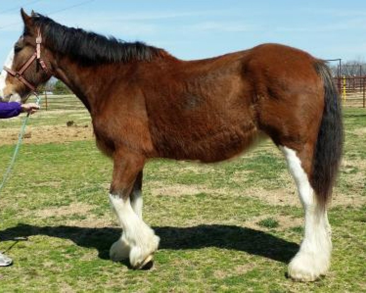 broodmare S C A Kat Select (Clydesdale, 1997, from Torrs Jubilant)