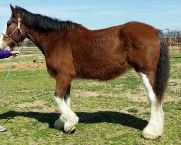 Zuchtstute S C A Kat Select (Clydesdale, 1997, von Torrs Jubilant)