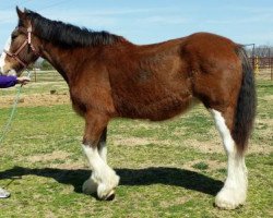 broodmare S C A Kat Select (Clydesdale, 1997, from Torrs Jubilant)