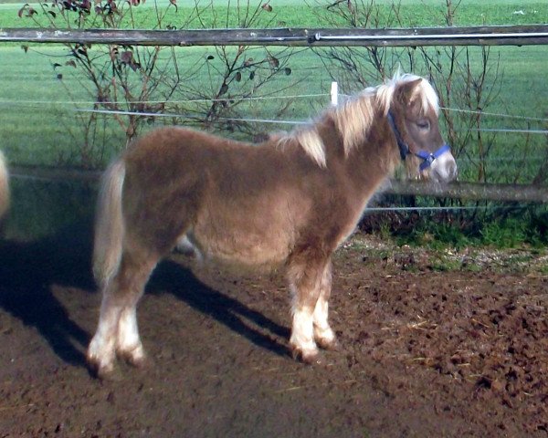 Pferd Lodewijk van de Poelwijklaan (Shetland Pony, 2017, von Euforie van de Wechterholt)