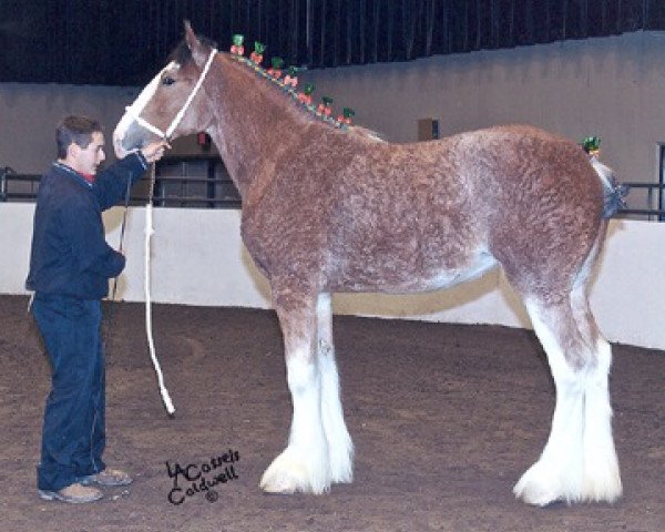 broodmare SCA Gunner's Top Model (Clydesdale, 2010, from S B H Phoenix)