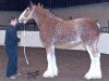 broodmare SCA Gunner's Top Model (Clydesdale, 2010, from S B H Phoenix)