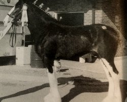 Pferd SCA Gunner's Polly (Clydesdale, 2001, von Twin Creek Victor's Top Gun)