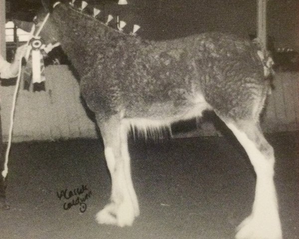 broodmare SCA Top Guns Calendar Girl (Clydesdale, 2002, from Twin Creek Victor's Top Gun)