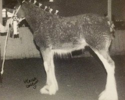 Zuchtstute SCA Top Guns Calendar Girl (Clydesdale, 2002, von Twin Creek Victor's Top Gun)