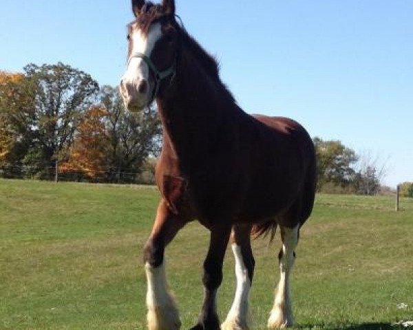 horse SCA Dynasty Jack (Clydesdale, 2013, from QCF Top Gun Commander Caffey)