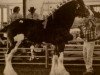 stallion South Texas Sioux (Clydesdale, 2000, from Bluffviews Newsworthy Noah)