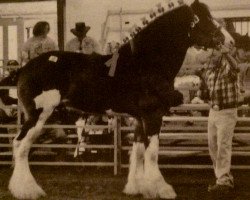 Deckhengst South Texas Sioux (Clydesdale, 2000, von Bluffviews Newsworthy Noah)