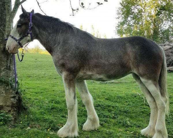 Pferd Sweet Vida of Cascadian Regal Clydesdales (Clydesdale, 2016, von Gregglea Azar's Protege)