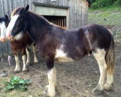 Pferd GGM Duke (Clydesdale, 2014, von Little Giants Joshua)