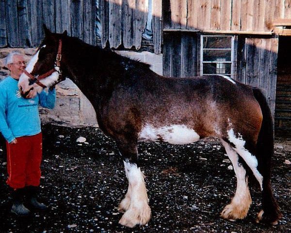 Zuchtstute SCA Top Gun's Vegas Dancer (Clydesdale, 2005, von Twin Creek Victor's Top Gun)