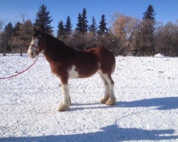 Pferd SCA Calamity Jane (Clydesdale, 2010, von Hewal Midnight Brown Bowler)