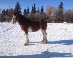 horse SCA Calamity Jane (Clydesdale, 2010, from Hewal Midnight Brown Bowler)