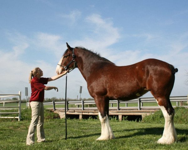 horse S B H Augusta Charm (Clydesdale, 2006, from Greendykes Sherman)