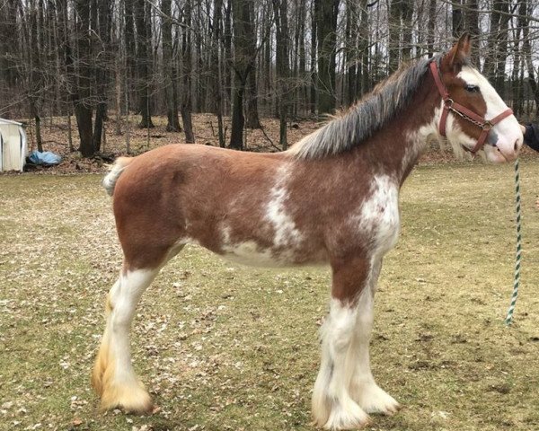 Pferd SBC Reba's Pink Lady Rizzo (Clydesdale, 2018, von Ozark's Royal Beaudacious)