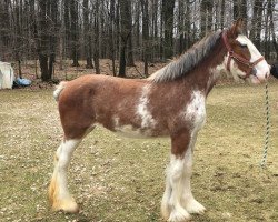 horse SBC Reba's Pink Lady Rizzo (Clydesdale, 2018, from Ozark's Royal Beaudacious)