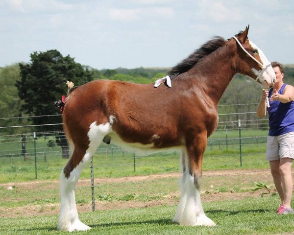 horse SBC I'm Going to Jackson (Clydesdale, 2016, from Ozark's Royal Beaudacious)