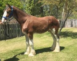 horse Sawtooth Wild Rose Crackerjack (Clydesdale, 2018, from Hatfield Excelsior)