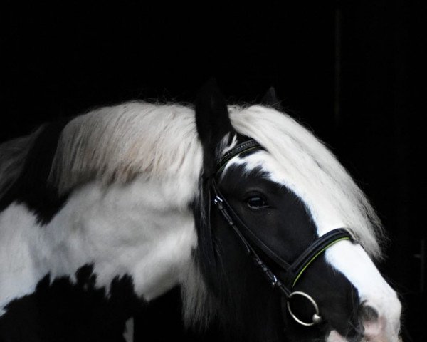 horse Funny Boy (Tinker / Irish Cob / Gypsy Vanner, 2011)