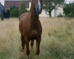 Pferd Chins Räuber (Deutsches Sportpferd, 2012, von Chin Chin)