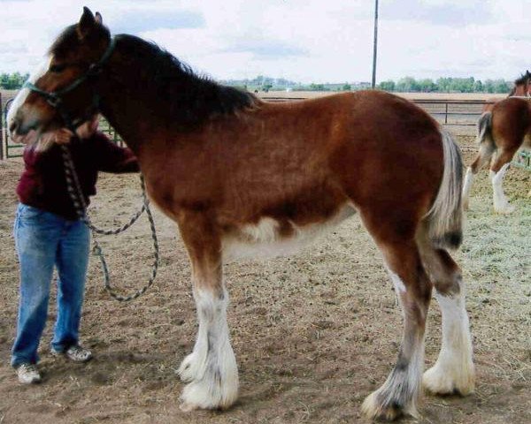 horse Sawtooth's Tiger Lilly (Clydesdale, 2012, from Hatfield Excelsior)