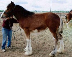 Pferd Sawtooth's Tiger Lilly (Clydesdale, 2012, von Hatfield Excelsior)