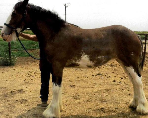 horse Sawtooth Spirit Maestro Lady (Clydesdale, 2016, from Spirit of the Sawtooth)