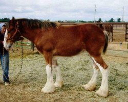 horse Sawtooth's Excelsior Lady (Clydesdale, 2012, from Hatfield Excelsior)