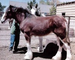 Pferd Sawtooth Rose Bud (Clydesdale, 2013, von Hatfield Excelsior)