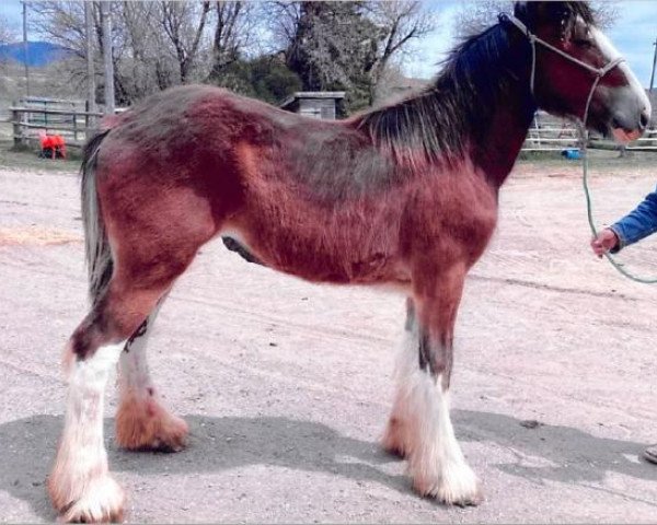 Pferd Sawtooth Princess Iona's Latte (Clydesdale, 2019, von Spirit of the Sawtooth)