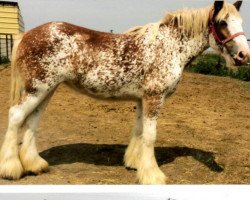 horse Sawtooth Pamela's Snowball (Clydesdale, 2016, from Hatfield Excelsior)