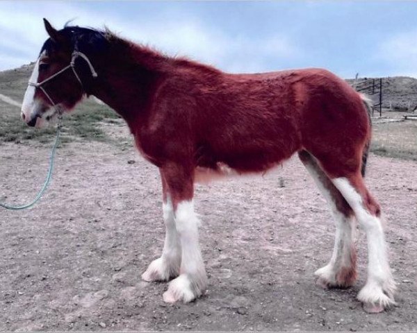 horse Sawtooth Nellie's Spirit (Clydesdale, 2019, from Spirit of the Sawtooth)