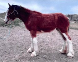 Pferd Sawtooth Nellie's Spirit (Clydesdale, 2019, von Spirit of the Sawtooth)