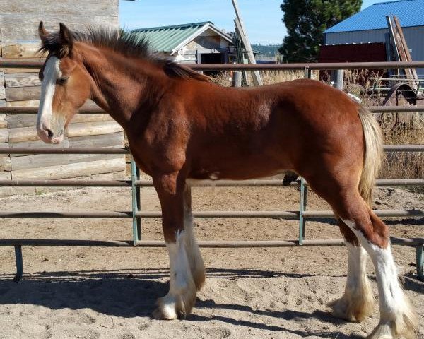 horse Sawtooth Ian (Clydesdale, 2015, from Hatfield Excelsior)