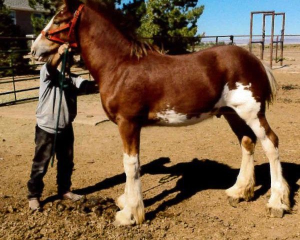 horse Sawtooth Endeavour (Clydesdale, 2015, from Hatfield Excelsior)