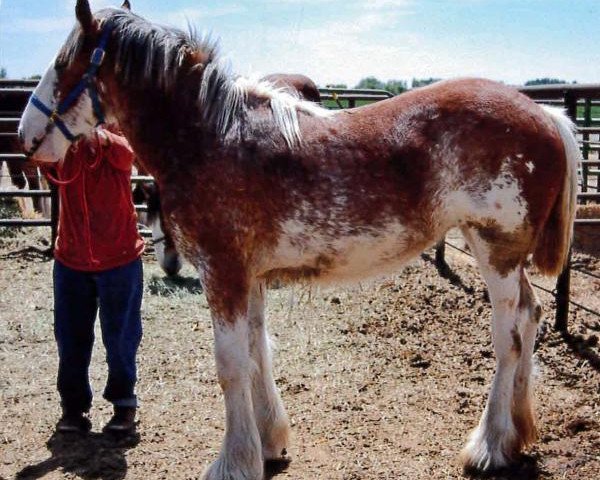 Pferd Sawtooth Emma (Clydesdale, 2013, von Hatfield Excelsior)